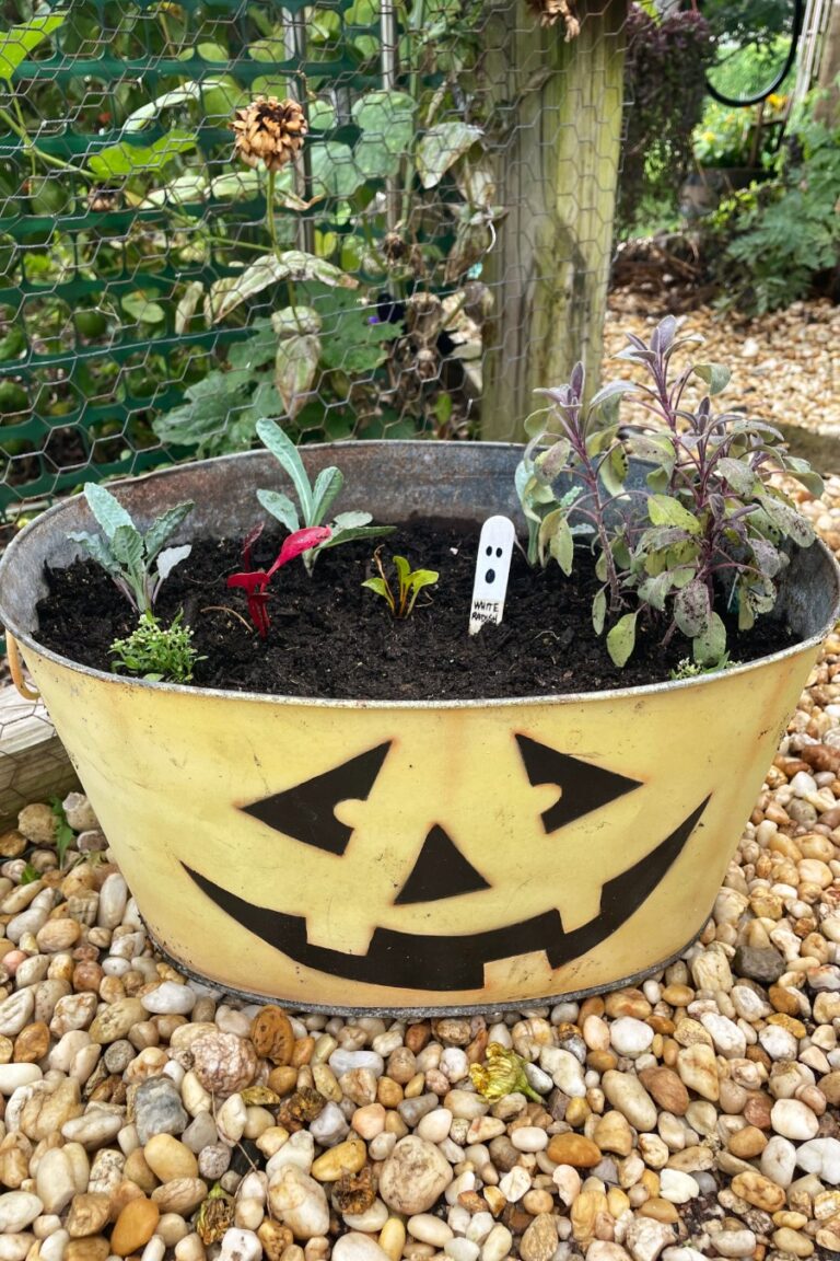 Edible Autumn Container Garden sits against garden fence. Jack-o-lantern planter is filled with kale, Swiss chard, purple sage, sweet alyssums, and white radish seeds.
