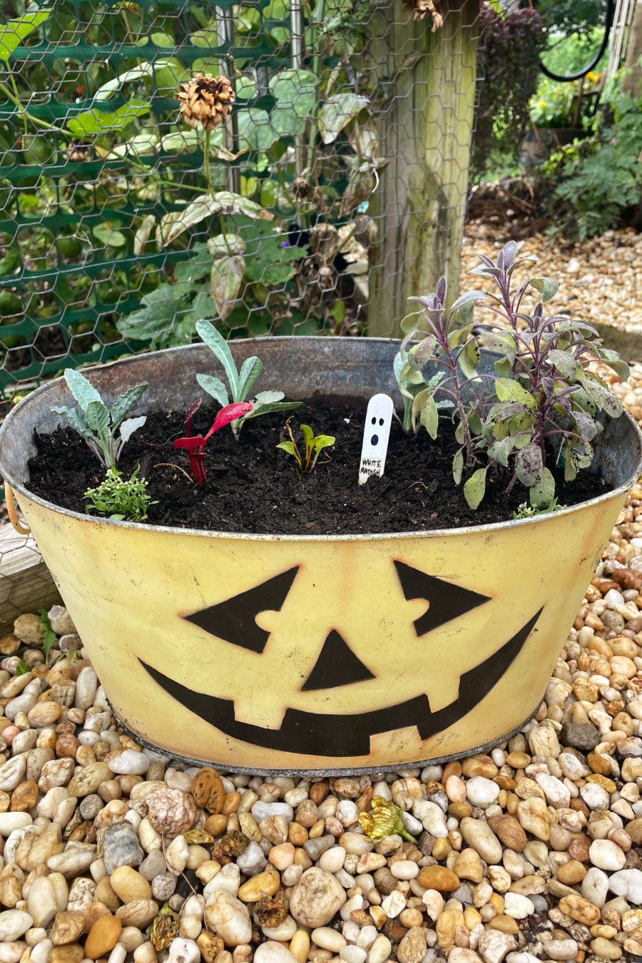 Edible Autumn Container Garden sits against garden fence. Jack-o-lantern planter is filled with kale, Swiss chard, purple sage, sweet alyssums, and white radish seeds.