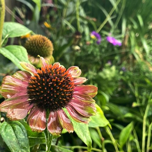 Close up of "Green Twister" coneflowers in front of New England asters and Black-eyed Susans.