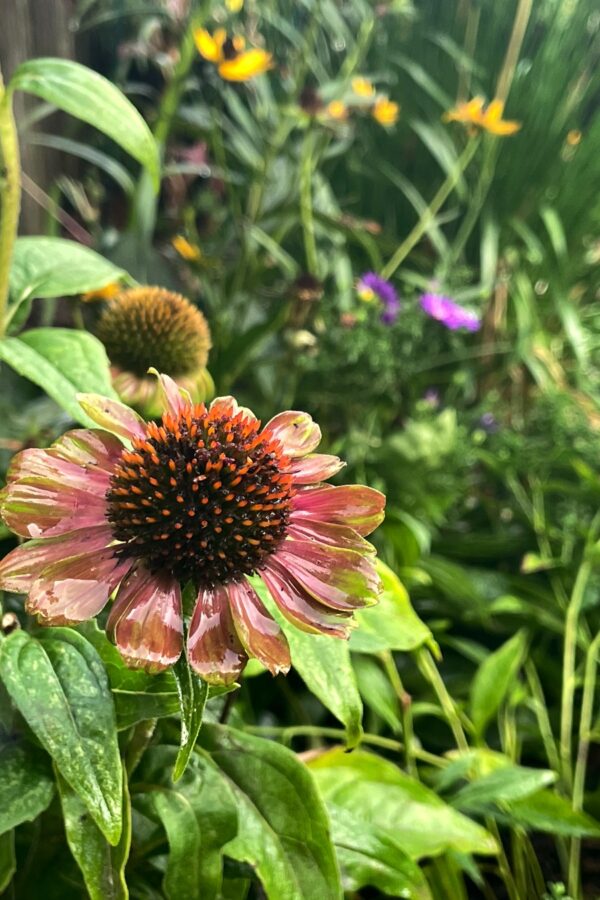 Close up of "Green Twister" coneflowers in front of New England asters and Black-eyed Susans.