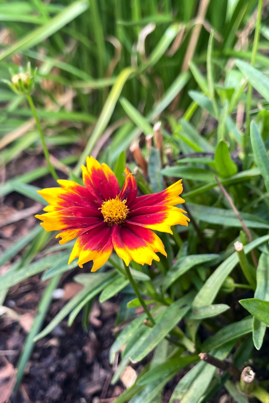 Close up of UpTick Red Coreopsis flower. Green foliage in background.