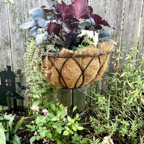 Gothic Mourning Hanging Basket is hung in overgrown pollinator garden. Wild pollinator plants and haunted house silhouette garden stake also in partial view.