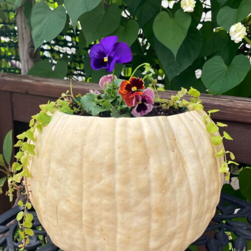 White Pumpkin Fall Flower Planter sits on black table in front of moonflower vines.