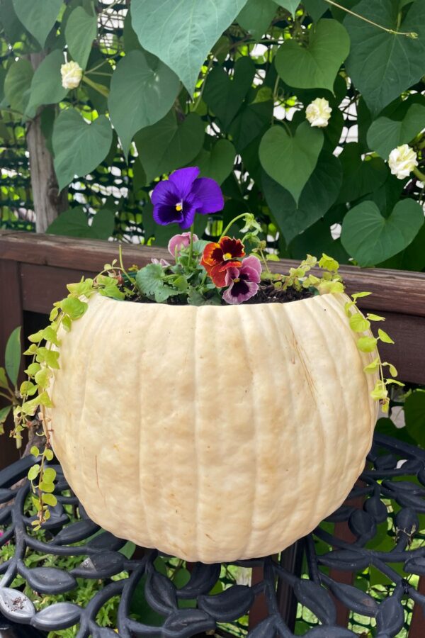 White Pumpkin Fall Flower Planter sits on black table in front of moonflower vines.
