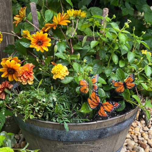 Monarch Migration Container Garden in a half whiskey barrel planter. Garden includes false sunflower, lantana, and French marigolds. Planter also features a wooden trellis and monarch butterfly garden stake.