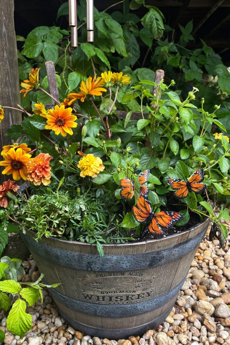 Monarch Migration Container Garden in a half whiskey barrel planter. Garden includes false sunflower, lantana, and French marigolds. Planter also features a wooden trellis and monarch butterfly garden stake.