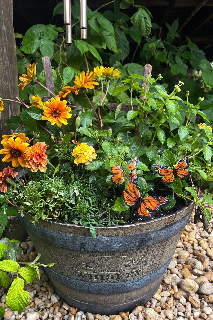 Monarch Migration Container Garden in a half whiskey barrel planter. Garden includes false sunflower, lantana, and French marigolds. Planter also features a wooden trellis and monarch butterfly garden stake.